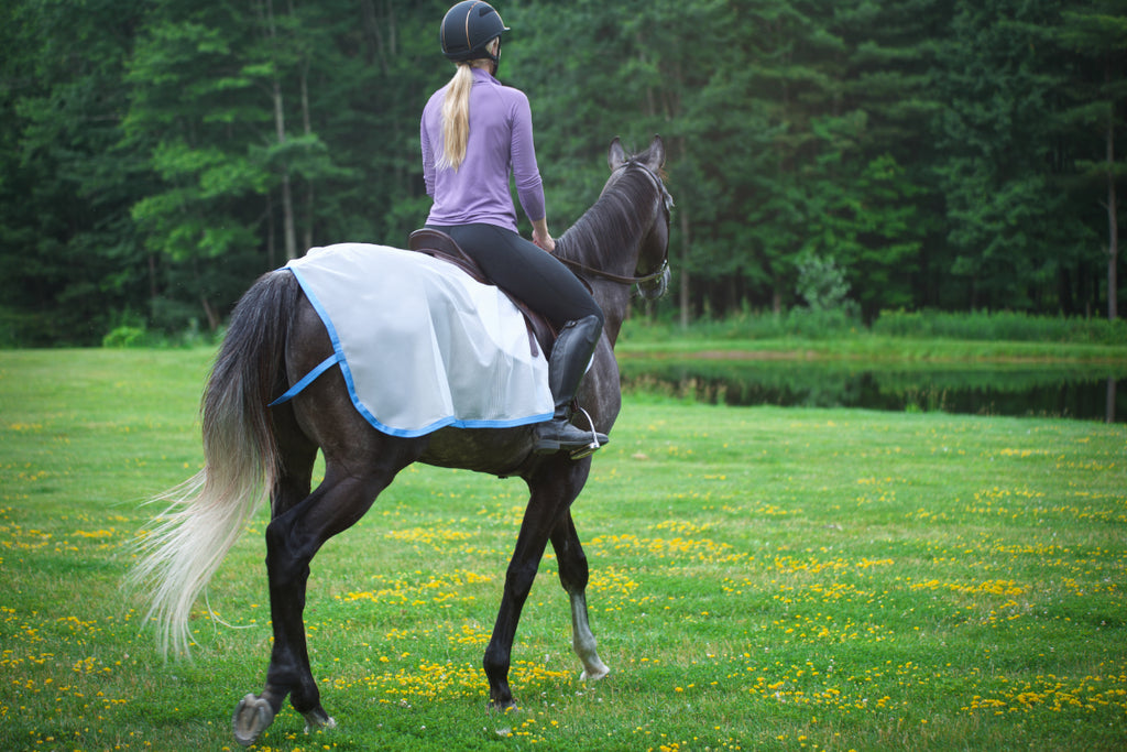 Summer Exercise Sheet Saratoga Horseworks