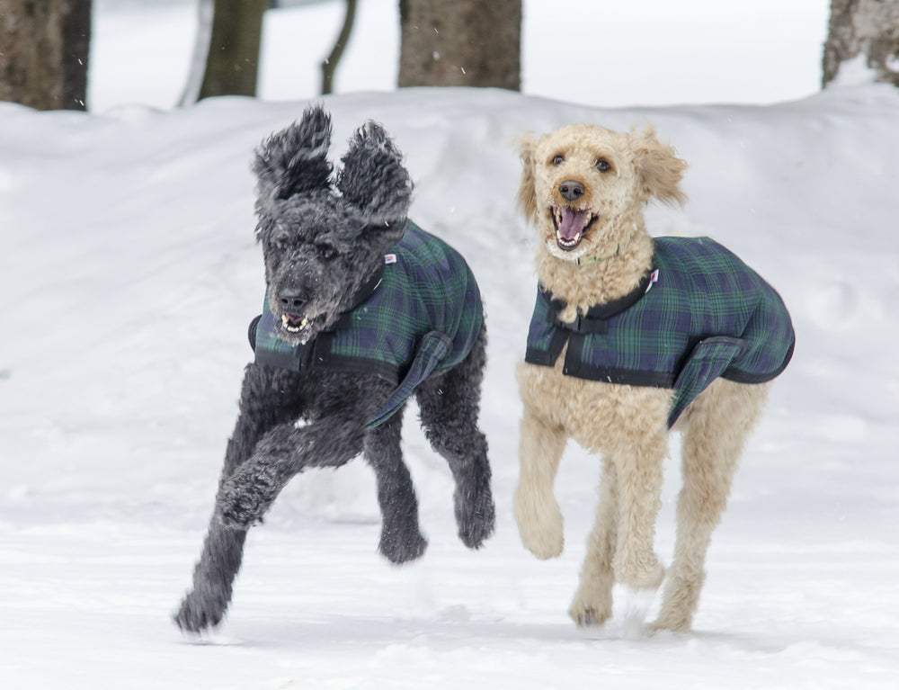 Canine Winter Coat (Hunter/Navy Plaid)