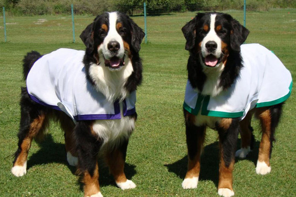 saratoga horseworks dog cooling coat
