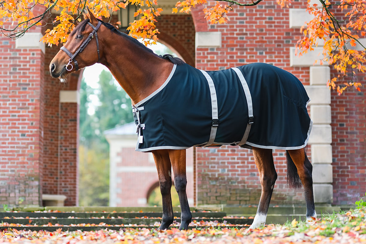 The Saratoga Anti-Sweat Sheet – Saratoga Horseworks